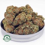Buy Cannabis Gouda Berry AAA at MMJ Express Online Shop