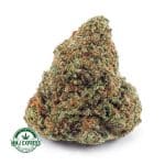 Buy Cannabis Girl Scout Cookies AAA at MMJ Express Online Shop
