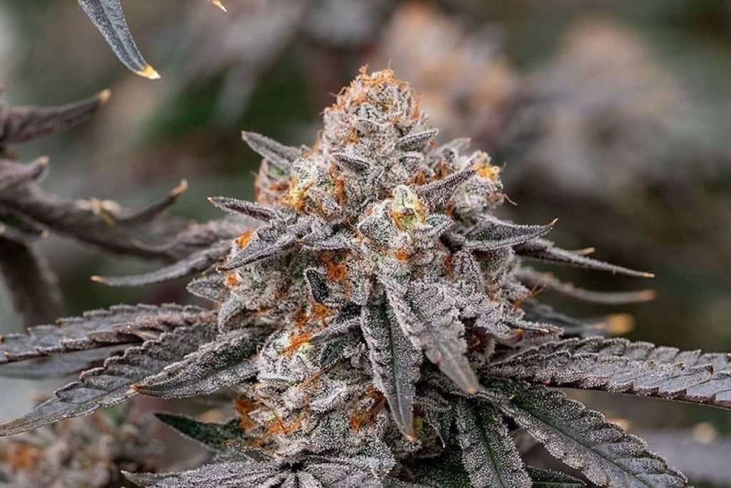 Georgia Pie Cannabis Strain