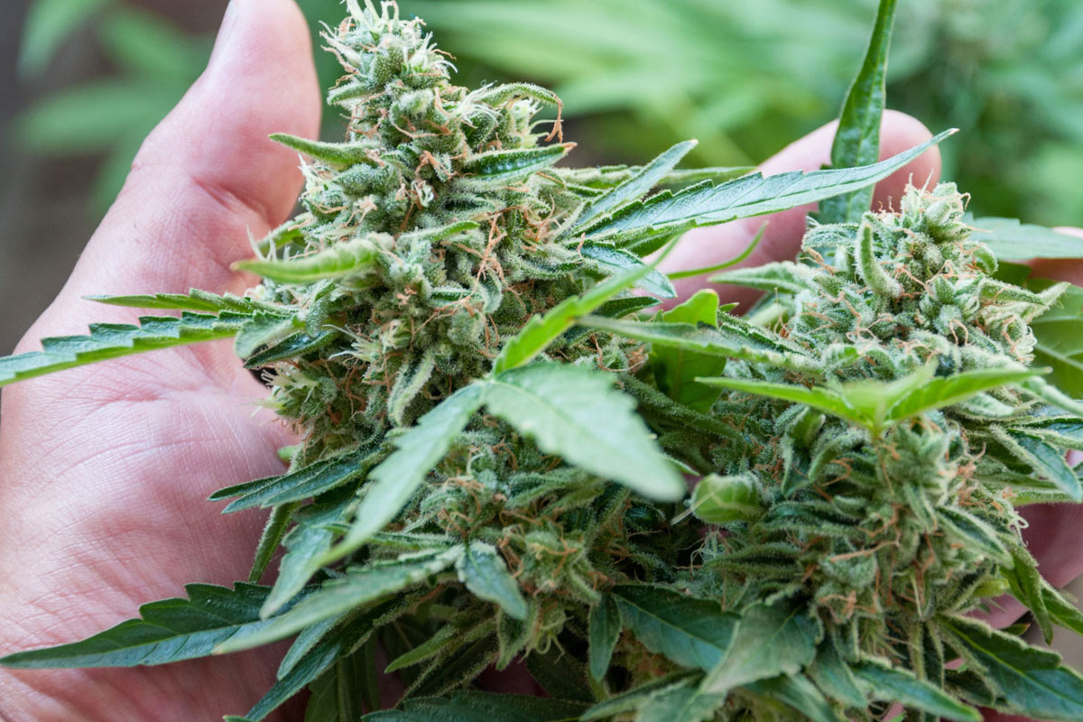 ancient history of cannabis banner