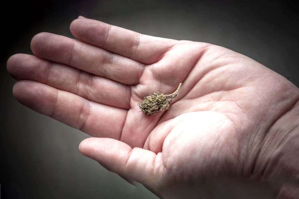 cannabis microdosing banner