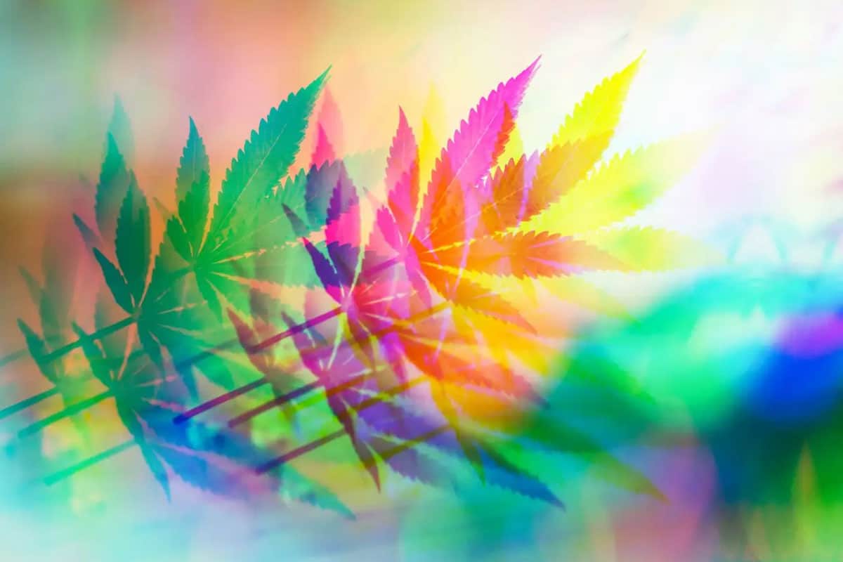 Cannabis and Creativity