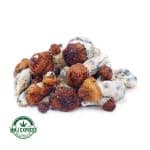 Buy Shrooms - Makilla Gorilla at MMJ Express Online Shop