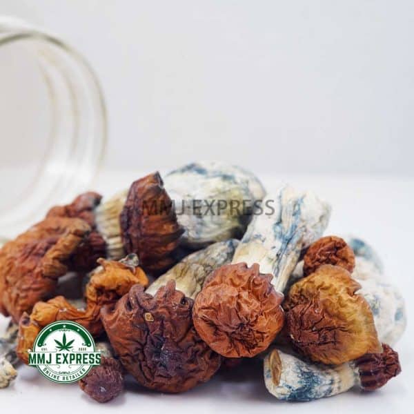 Buy Shrooms - Makilla Gorilla at MMJ Express Online Shop