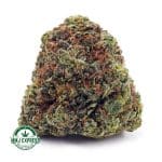 Buy Cannabis Pink Runtz AAA at MMJ Express Online Shop