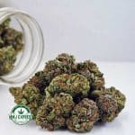 Buy Cannabis Amnesia Haze AA at MMJ Express Online Shop