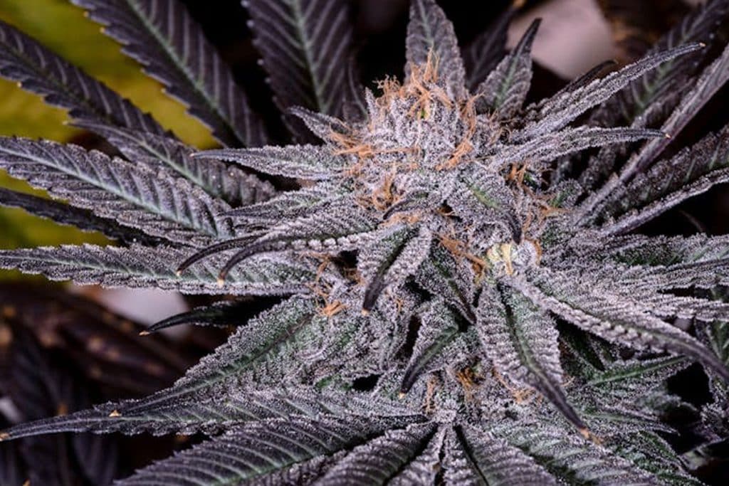 Grape Ape Cannabis