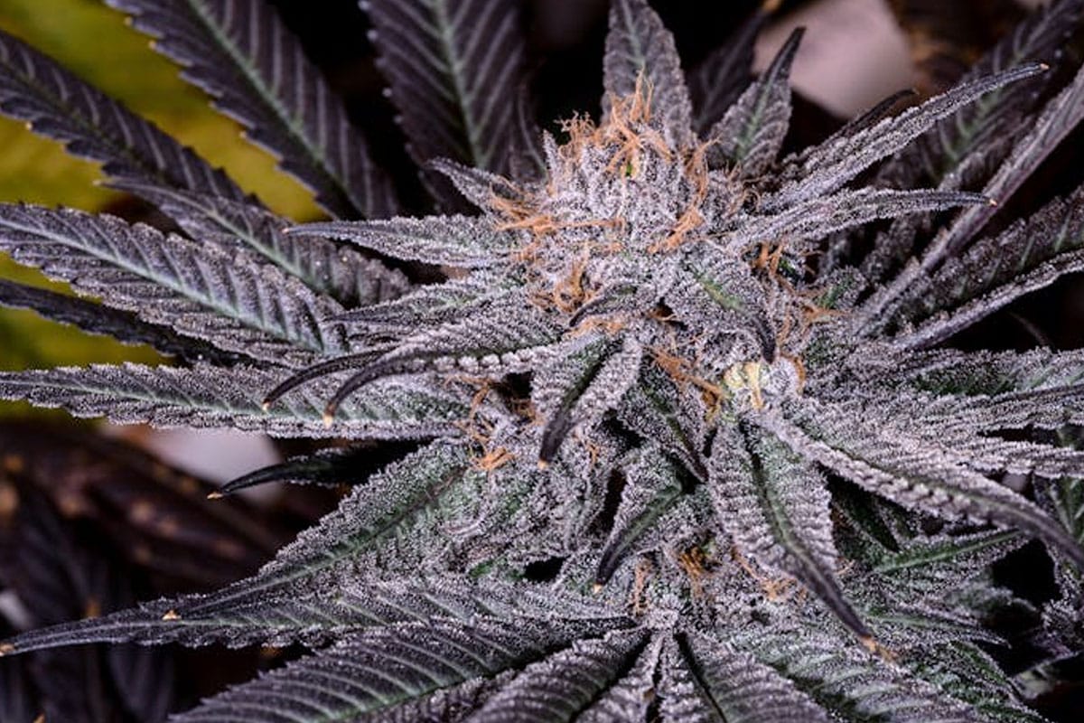 Grape Ape Cannabis