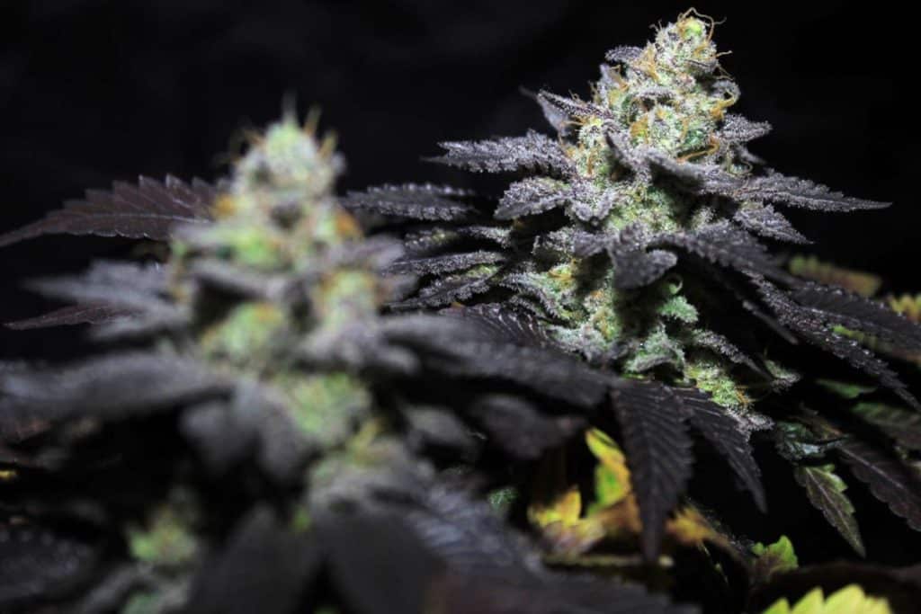 Peanut Butter Cookies cannabis strain