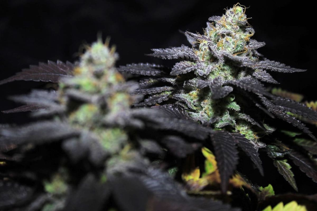 Peanut Butter Cookies cannabis strain