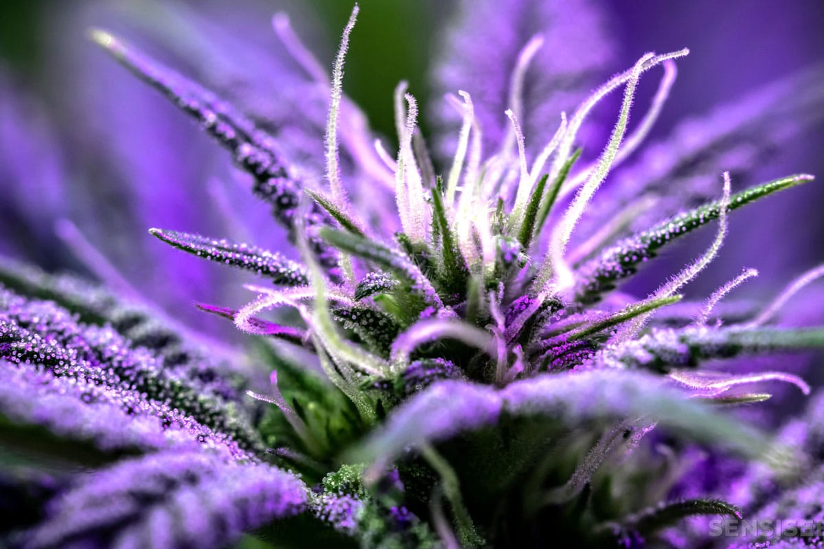 Purple Cannabis