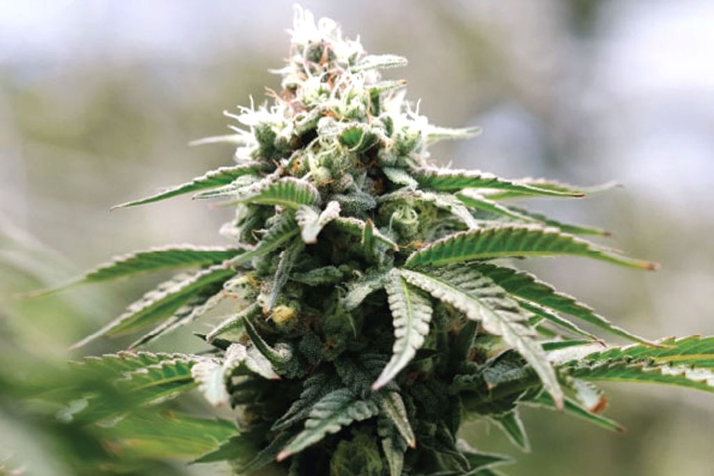 Sundae Driver Cannabis