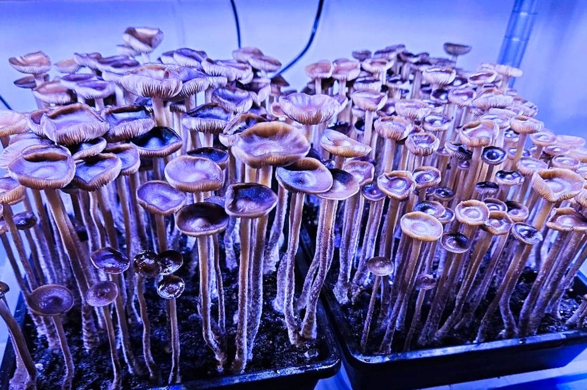 Surprising Facts About Growing Magic Mushrooms at Home