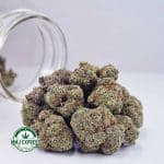 Buy Cannabis Champagne Kush AAA at MMJ Express Online Shop