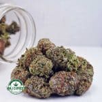 Buy Cannabis Gummy Bearz AAAA at MMJ Express Online Shop