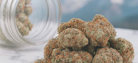 mmj deal week banner