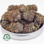 Buy Cannabis Big Buddha Cheese AAA at MMJ Express Online Shop
